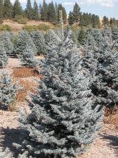 Colorado Spruce